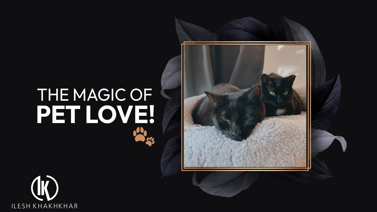 The magic of pet love - Ilesh Khakhkhar